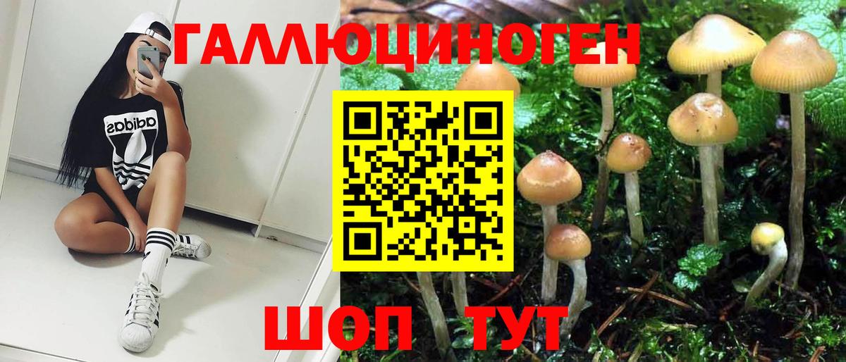 Галлюциногенные грибы Psilocybe Торжок
